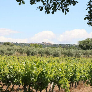 Vignobles d’Olaszrizling